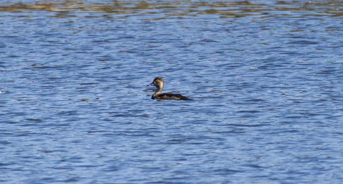 Ring-necked Duck - ML643573423