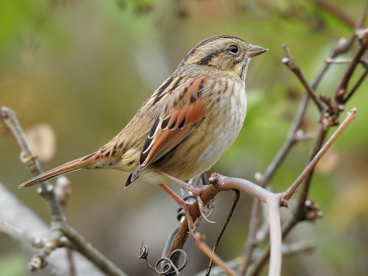 Swamp Sparrow - ML643573428