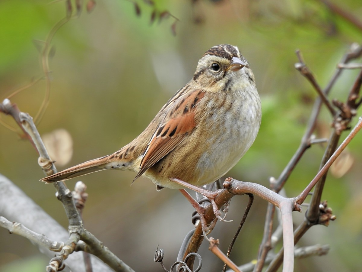 Swamp Sparrow - ML643573429