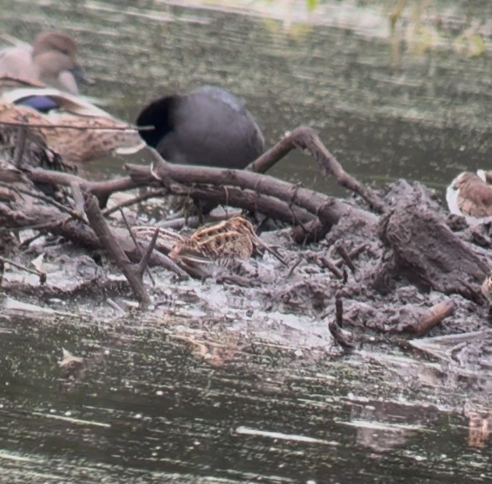 Wilson's Snipe - ML643573433