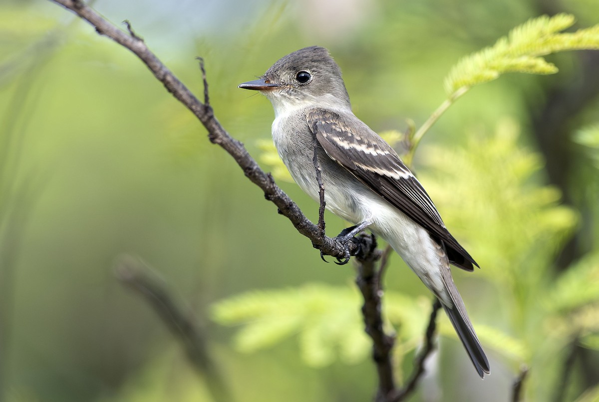 Eastern Wood-Pewee - ML643573436