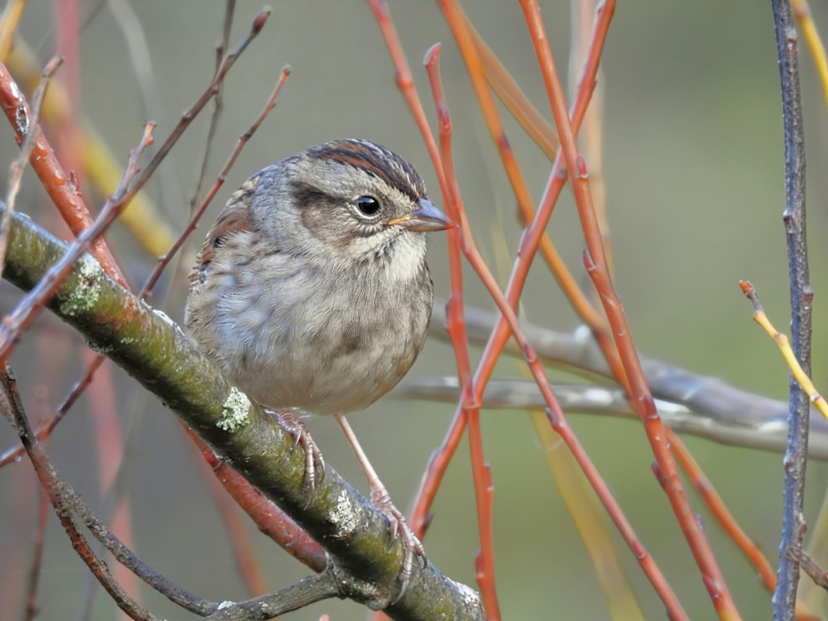 Swamp Sparrow - ML643573455