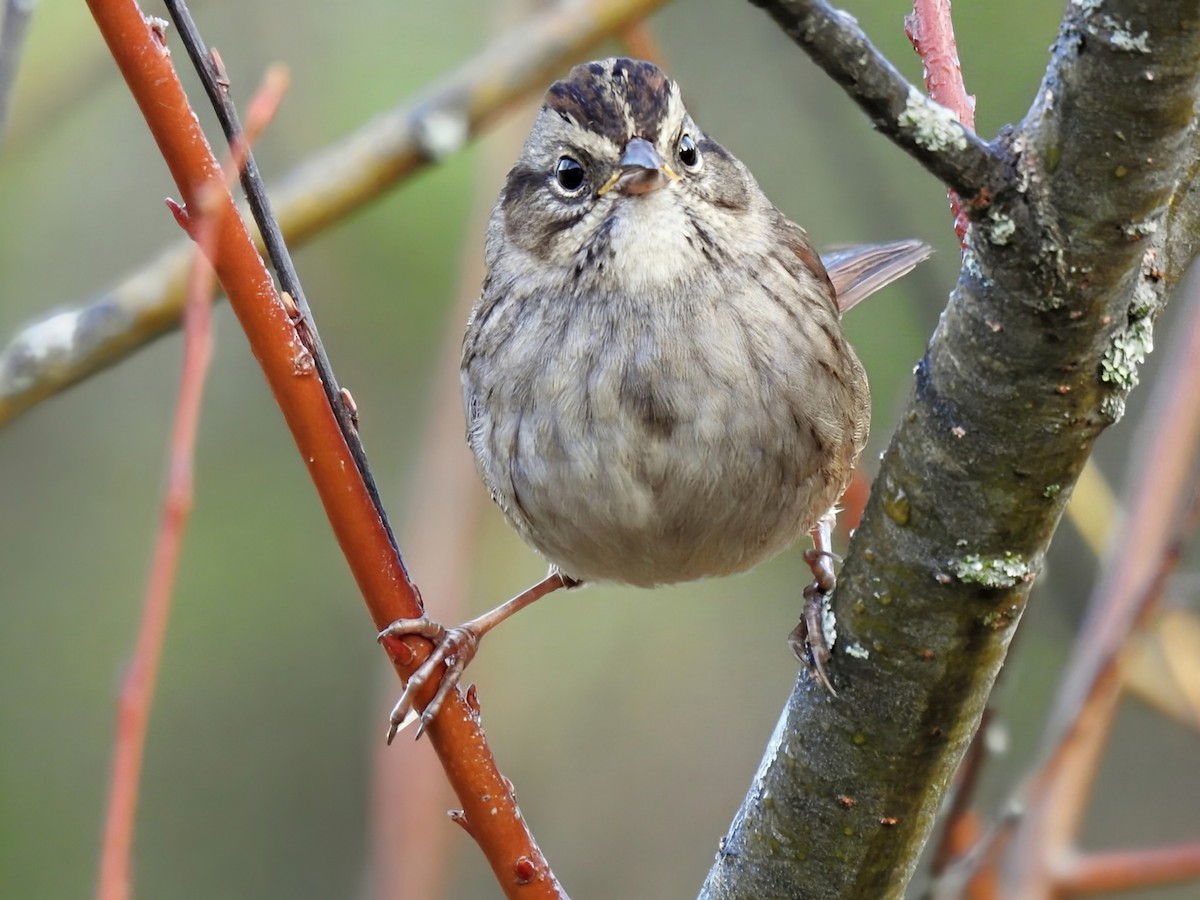 Swamp Sparrow - ML643573456