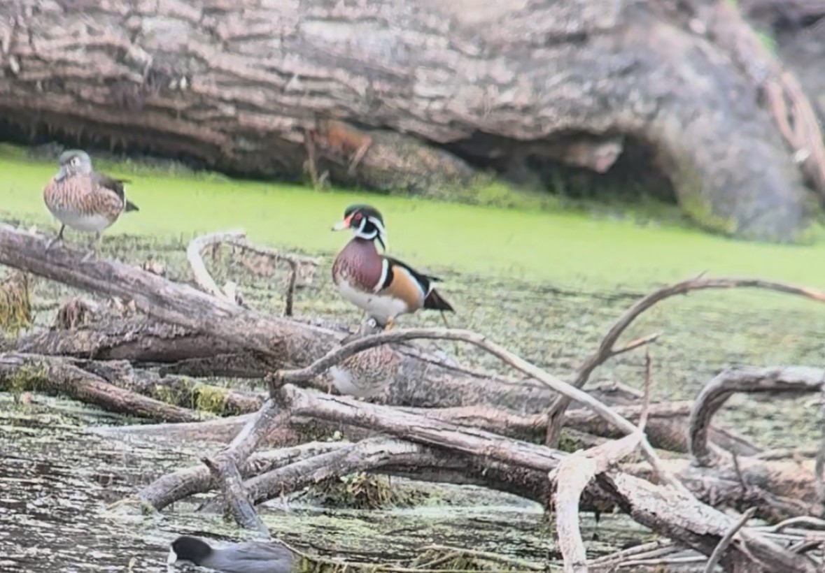 Wood Duck - ML643573459
