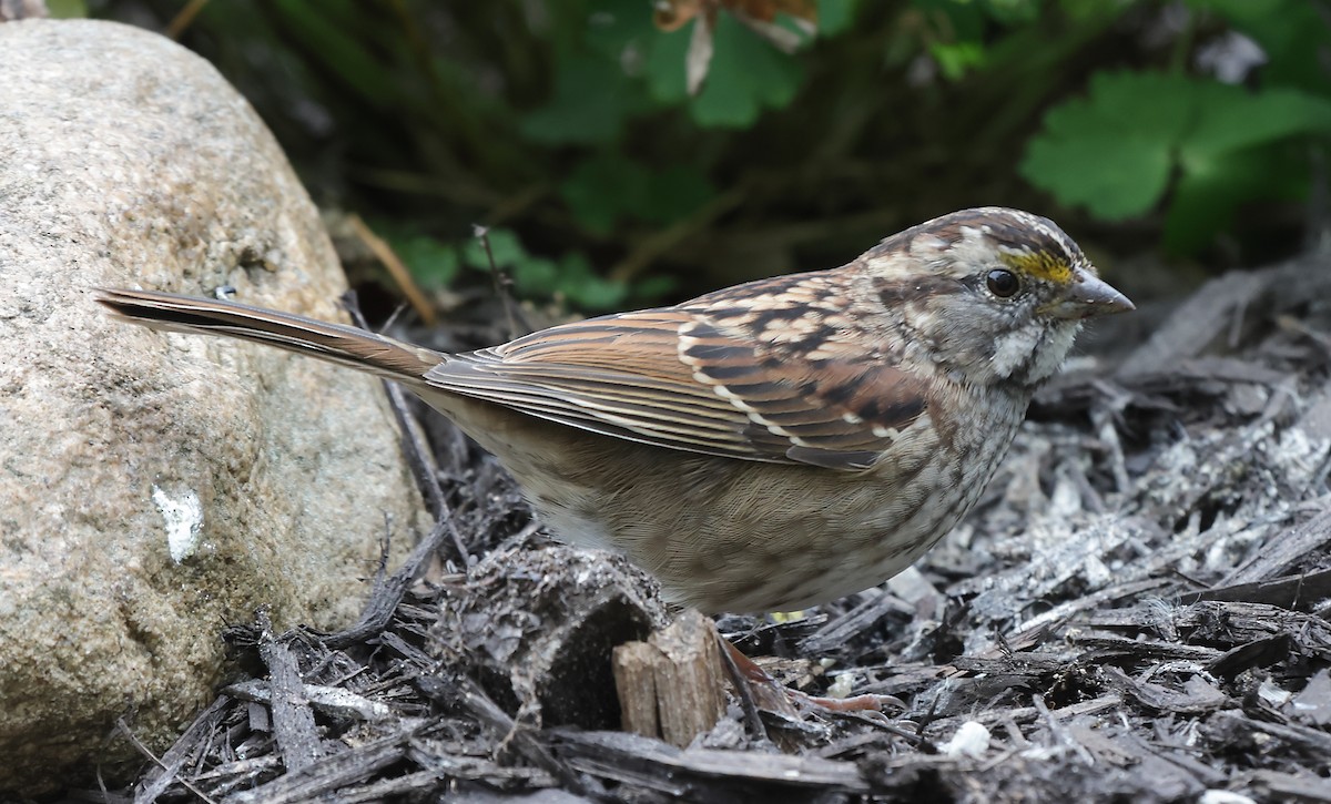 White-throated Sparrow - ML643573470