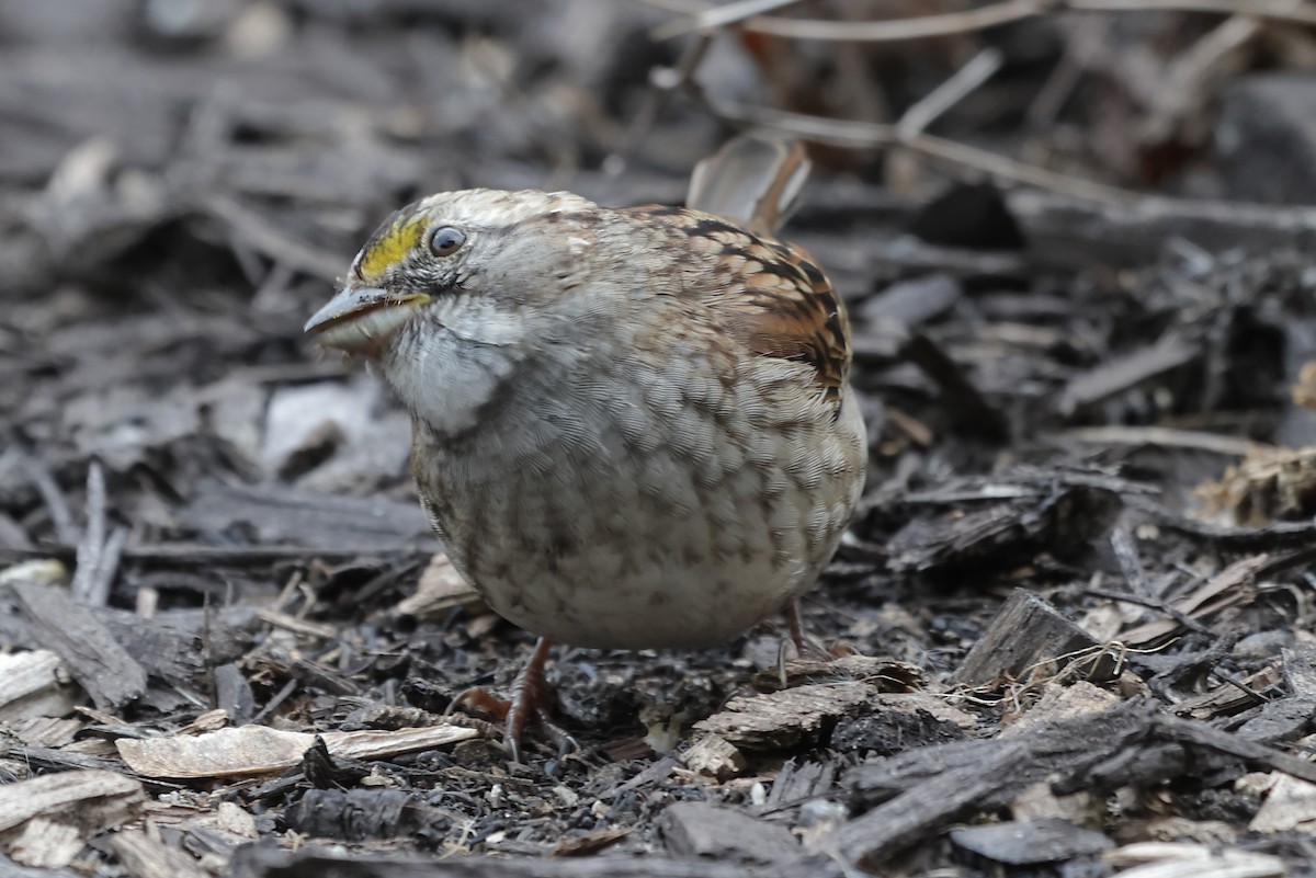 White-throated Sparrow - ML643573473