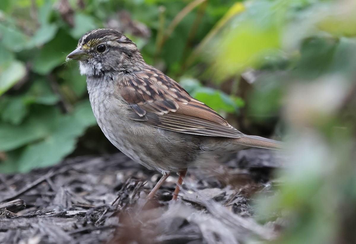 White-throated Sparrow - ML643573474
