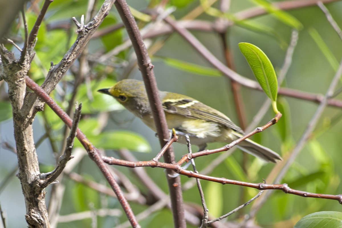 hvitøyevireo - ML643573477