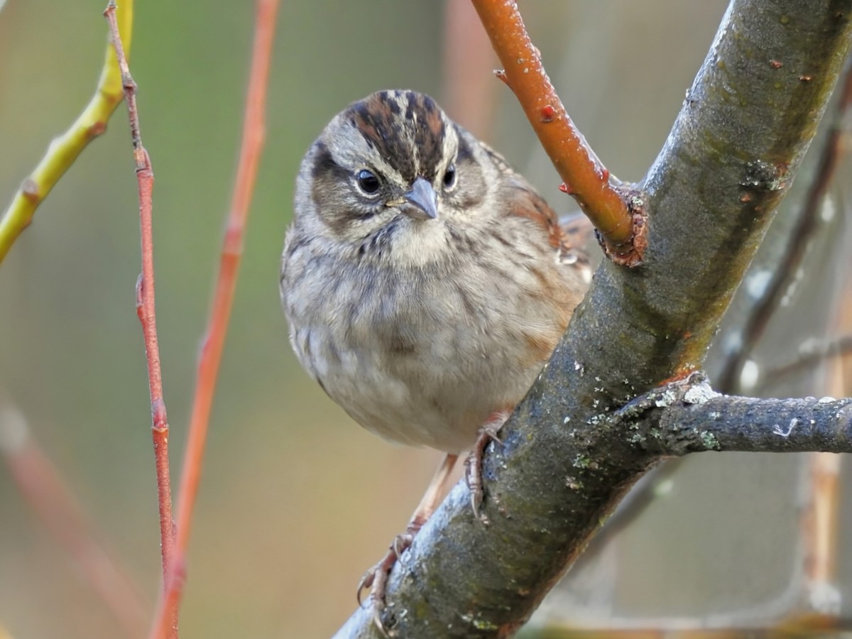 Swamp Sparrow - ML643573489