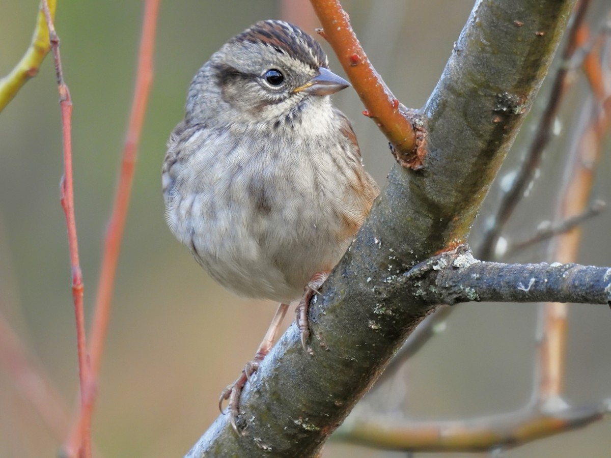 Swamp Sparrow - ML643573490
