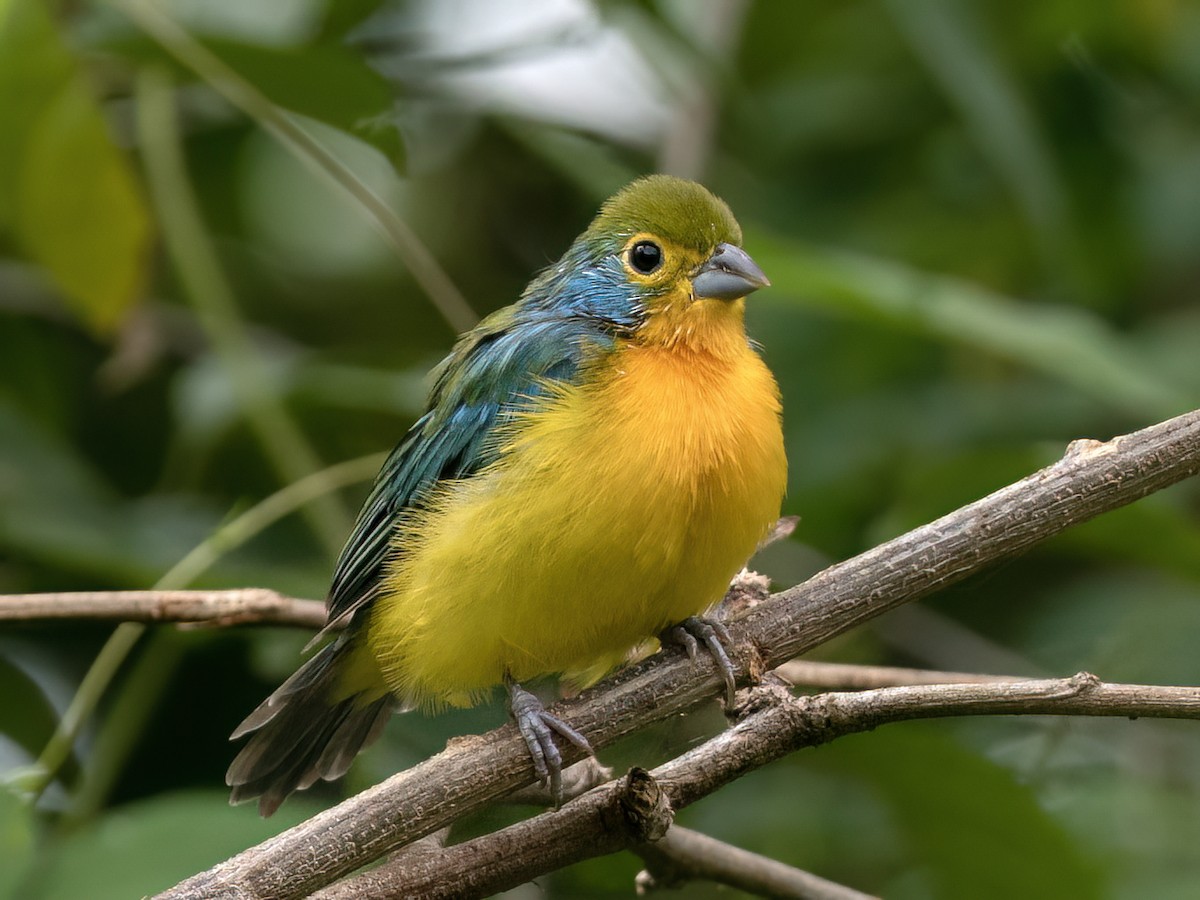 Orange-breasted Bunting - ML643573505