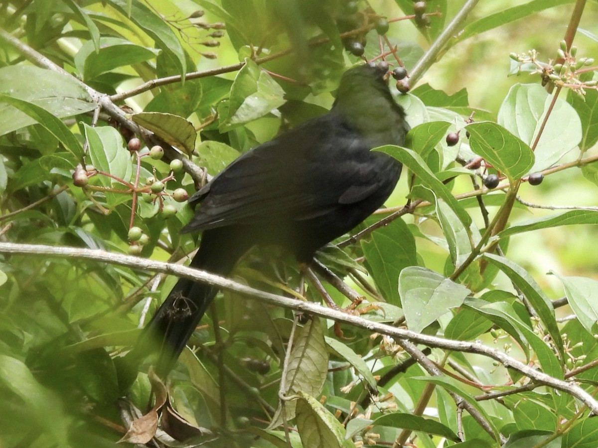 Glossy-black Thrush - ML643573508