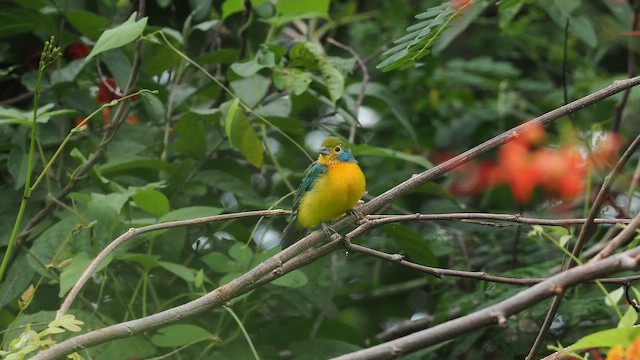Orange-breasted Bunting - ML643573509