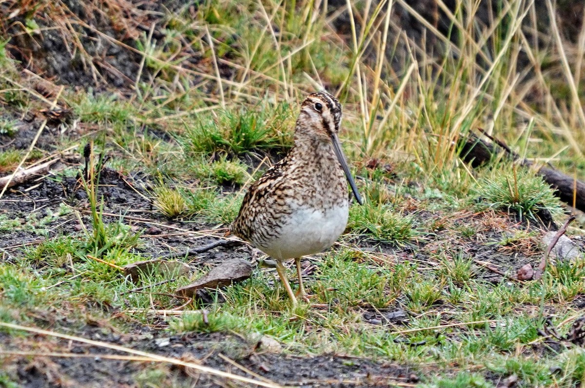 Puna Snipe - ML643573512