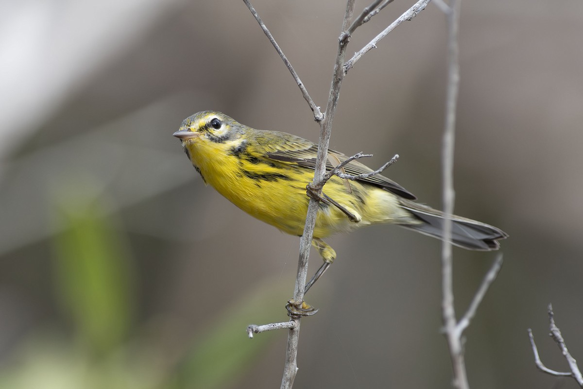 Prairie Warbler - ML643573513