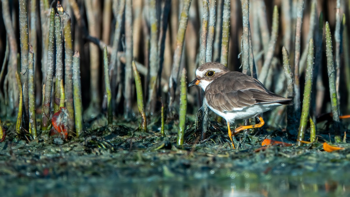 Semipalmated Plover - ML643573515