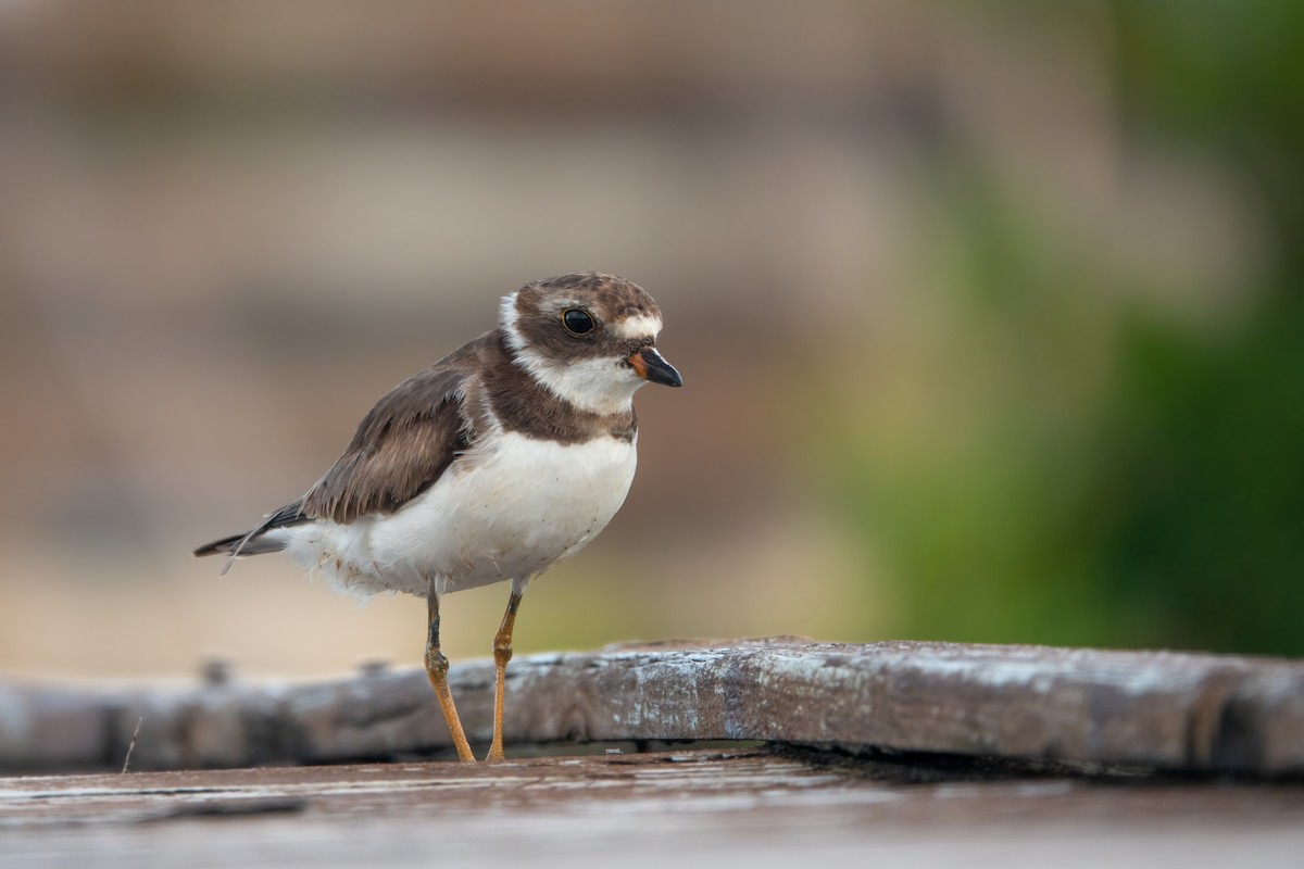 Semipalmated Plover - ML643573516