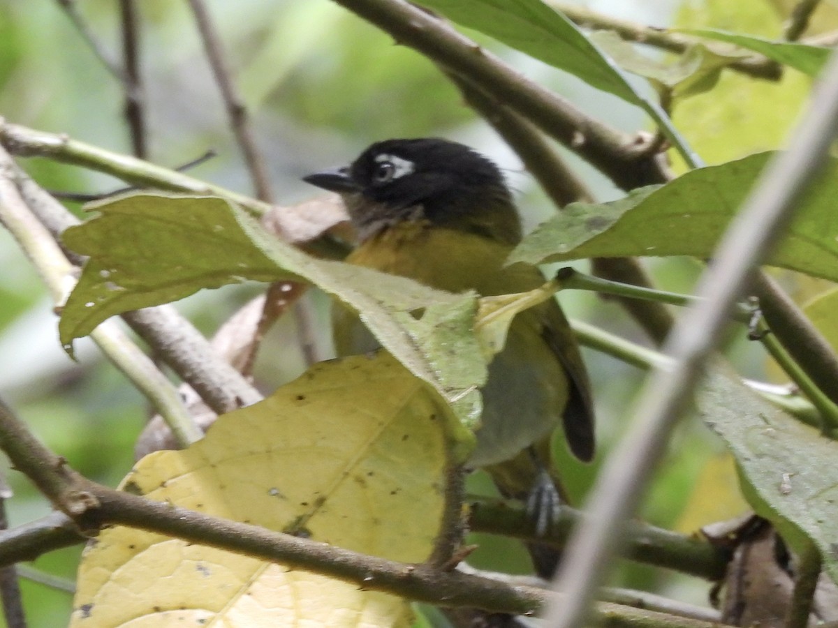 Common Chlorospingus (Venezuela) - ML643573517