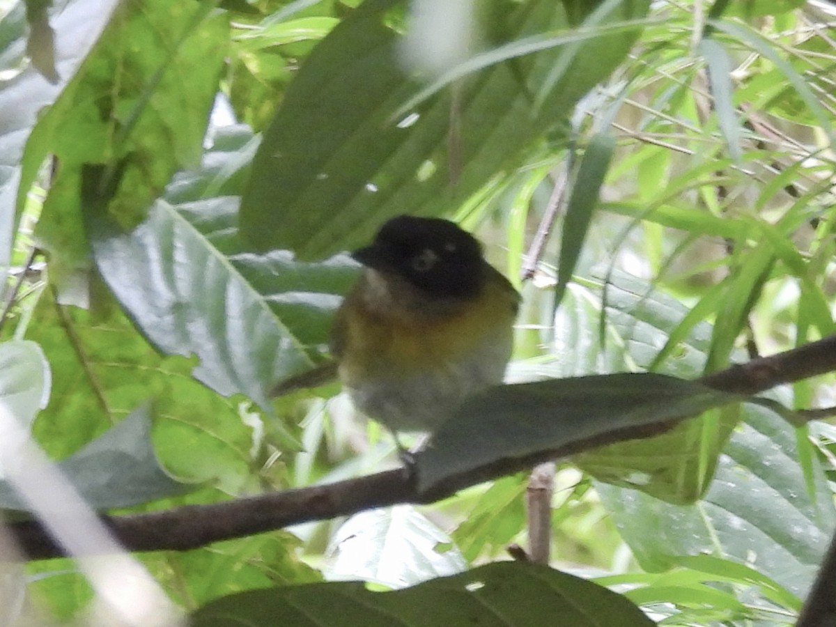 Common Chlorospingus (Venezuela) - ML643573518