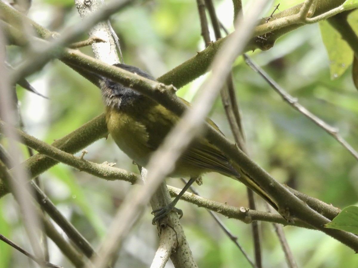 Common Chlorospingus (Venezuela) - ML643573519