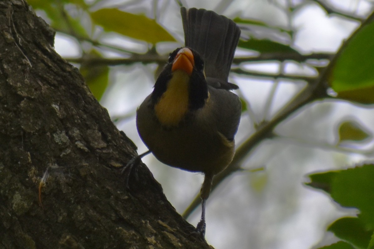 Golden-billed Saltator - ML643573520