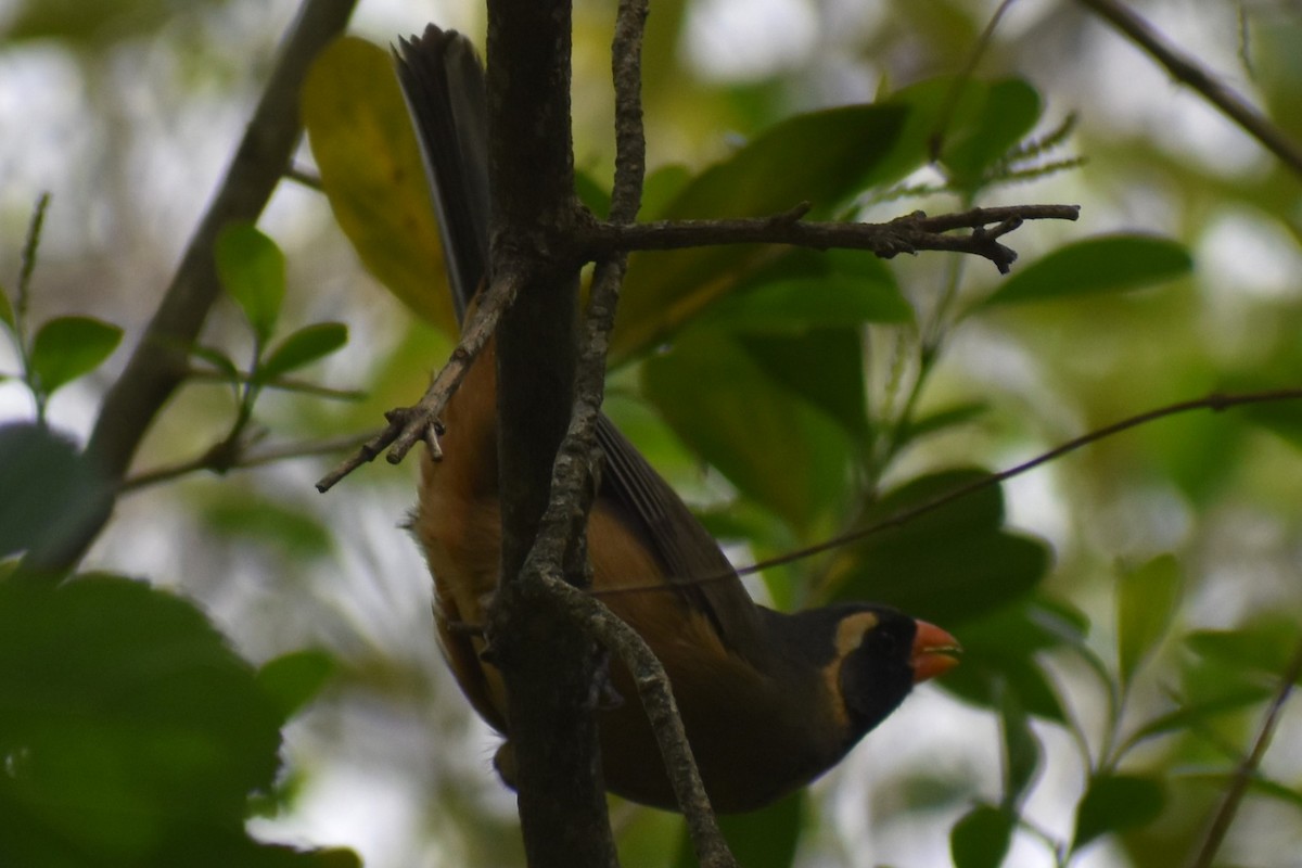 Golden-billed Saltator - ML643573521