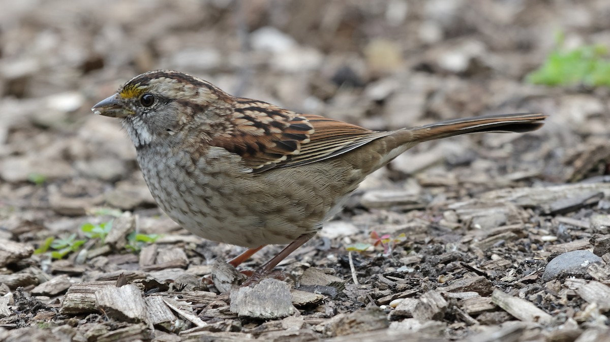 White-throated Sparrow - ML643573522