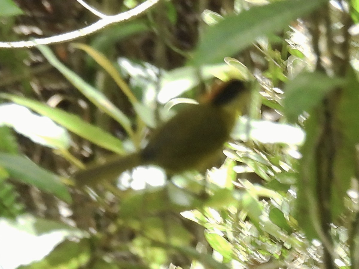 Moustached Brushfinch - ML643573532