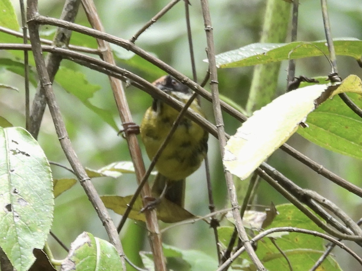 Moustached Brushfinch - ML643573533