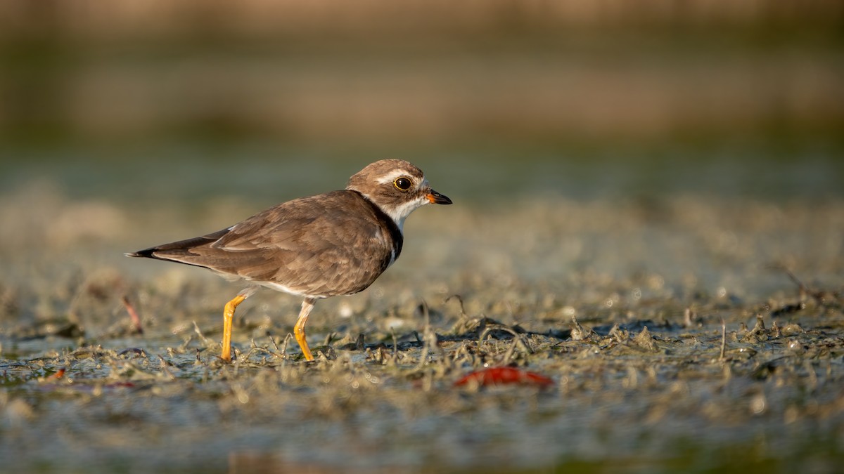 Semipalmated Plover - ML643573537