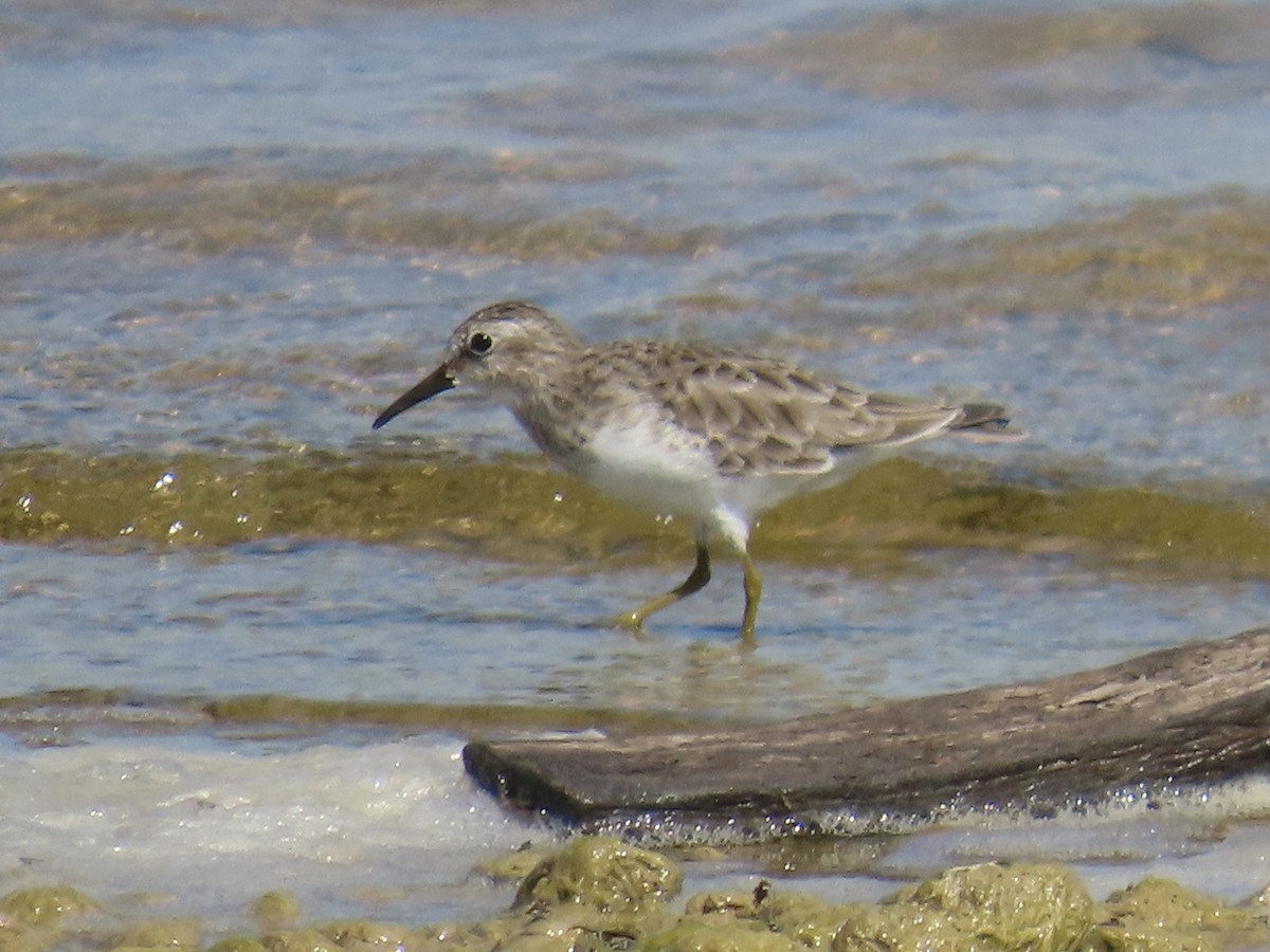 Least Sandpiper - ML643573539