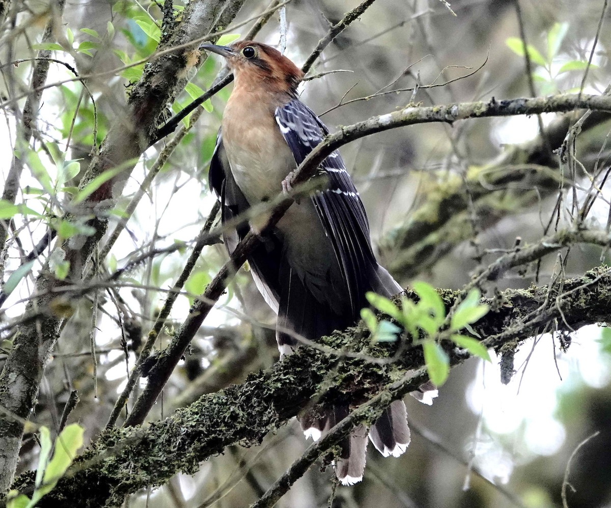 Tavus Guguğu - ML643573543