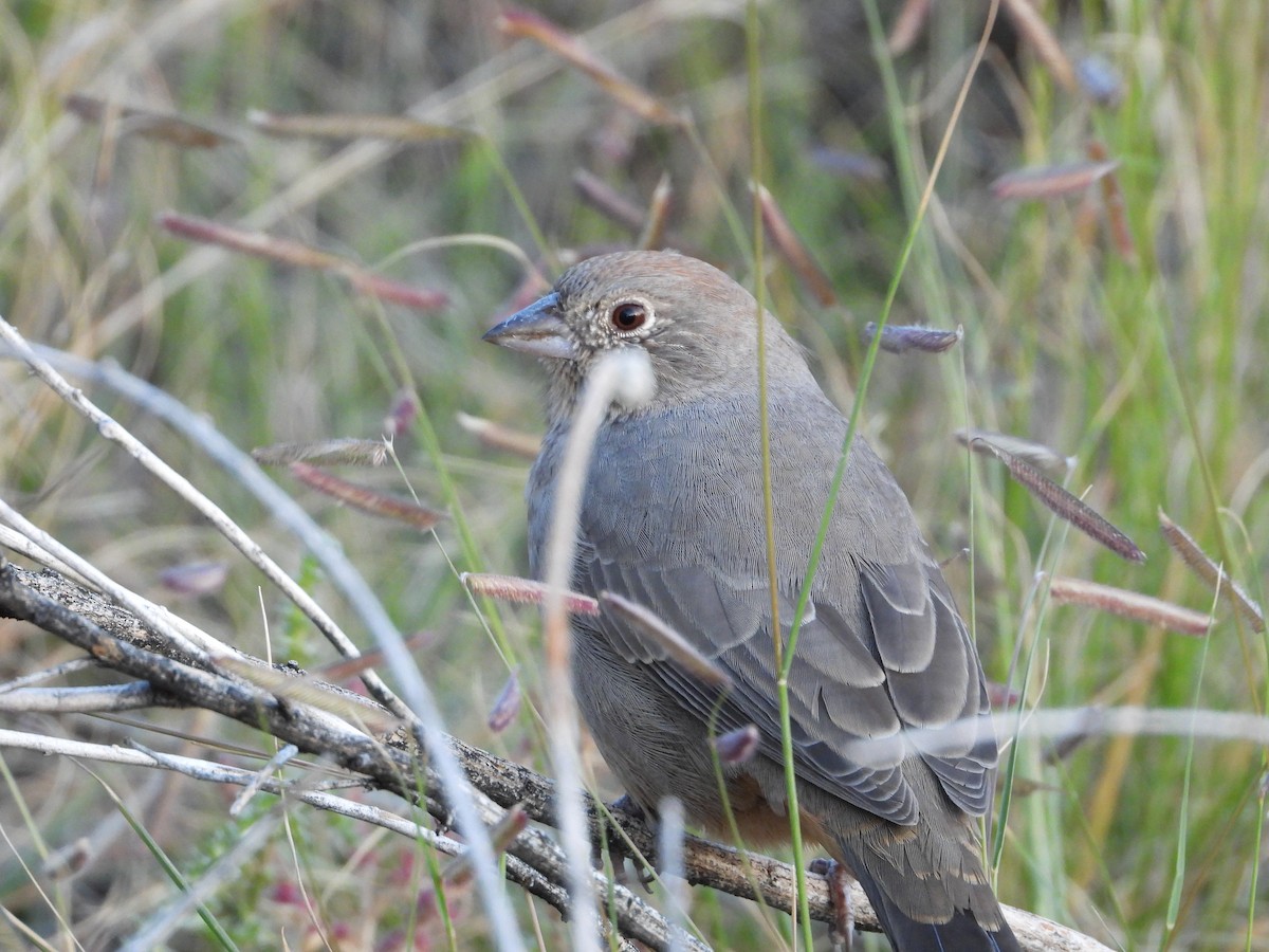 Canyon Towhee - ML643573544