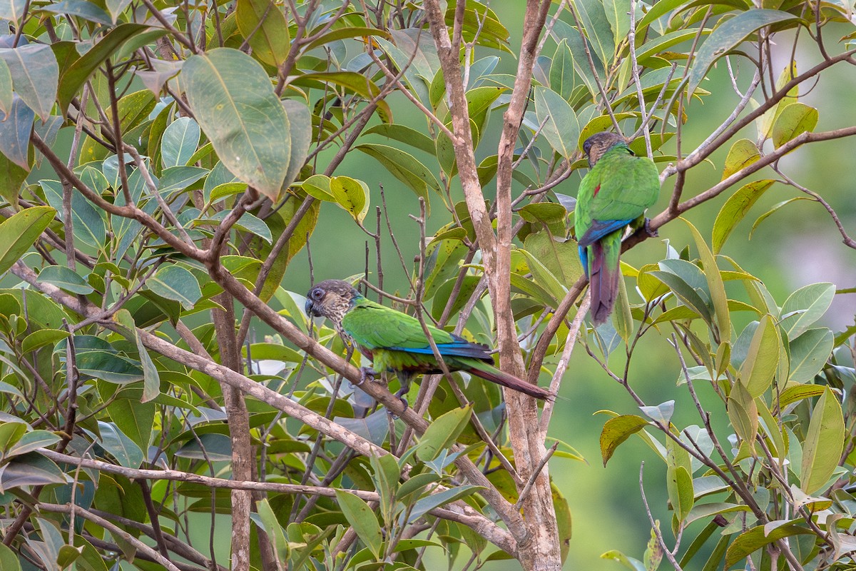 Santarem Parakeet (Madeira) - ML643573550