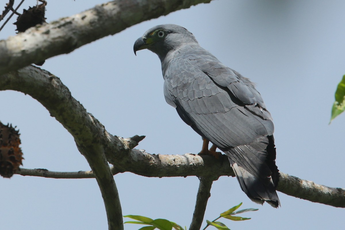 Hook-billed Kite - ML643573553