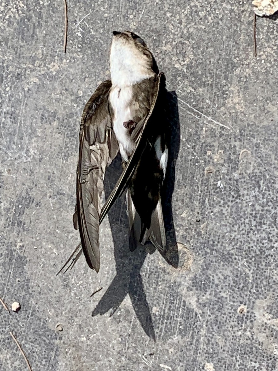 Antillean Palm Swift - ML643573556