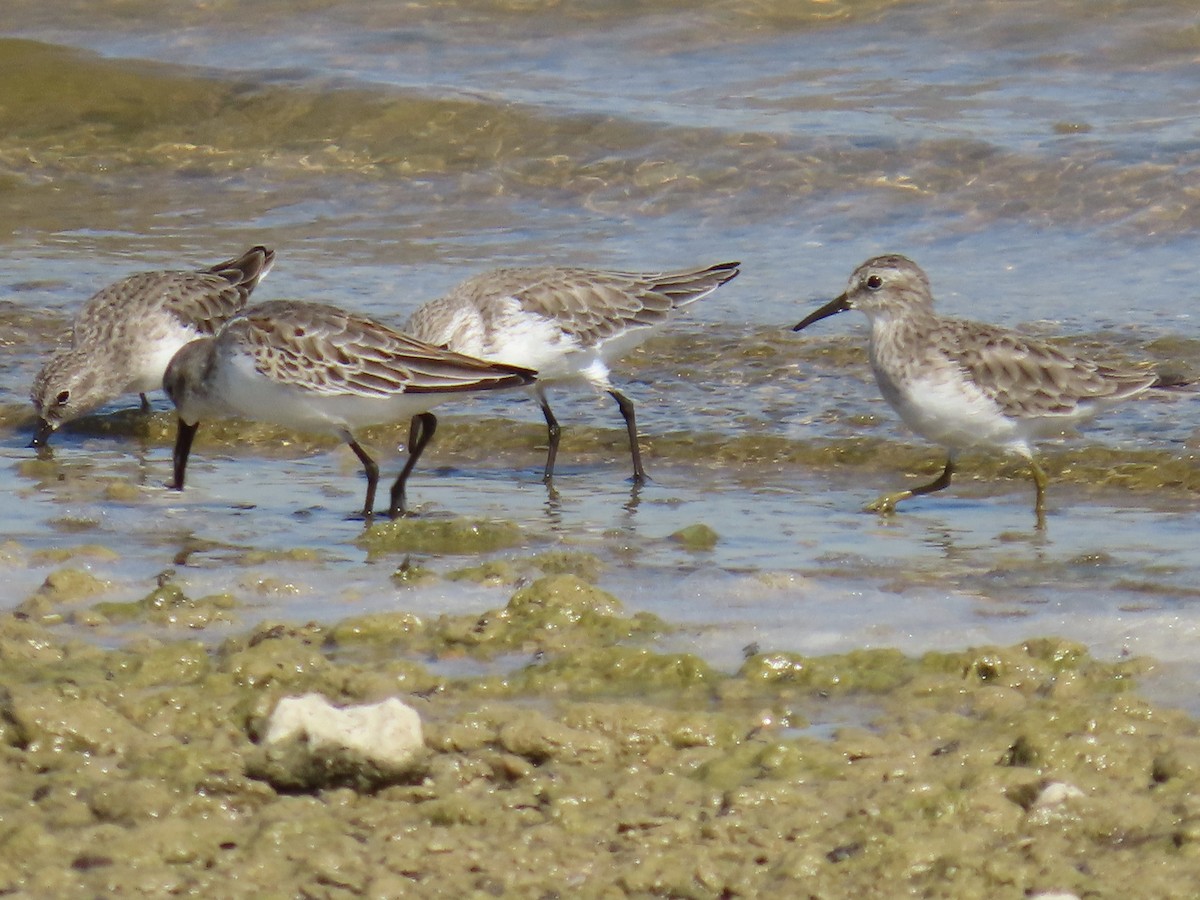 Least Sandpiper - ML643573559