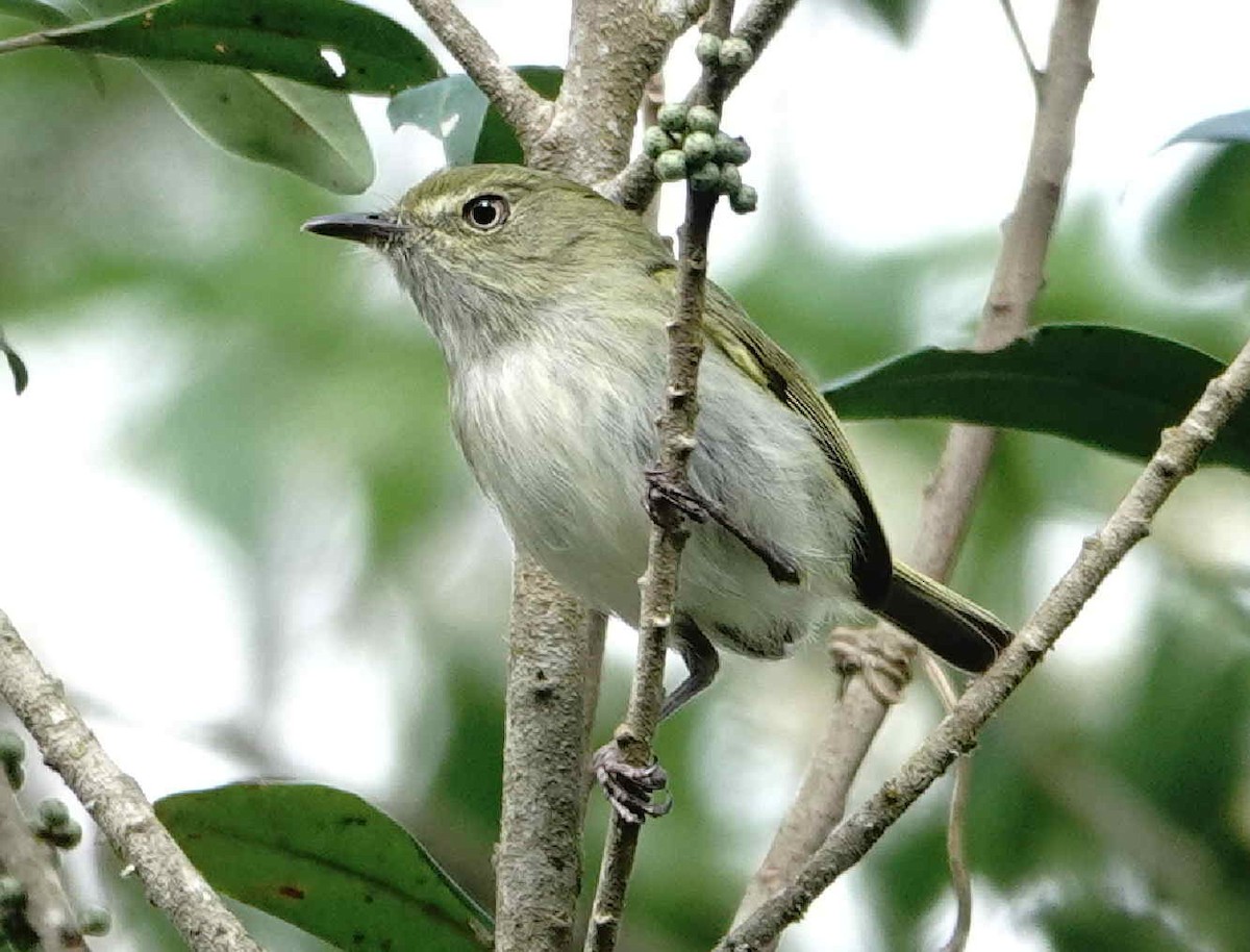 Hangnest Tody-Tyrant - ML643573576