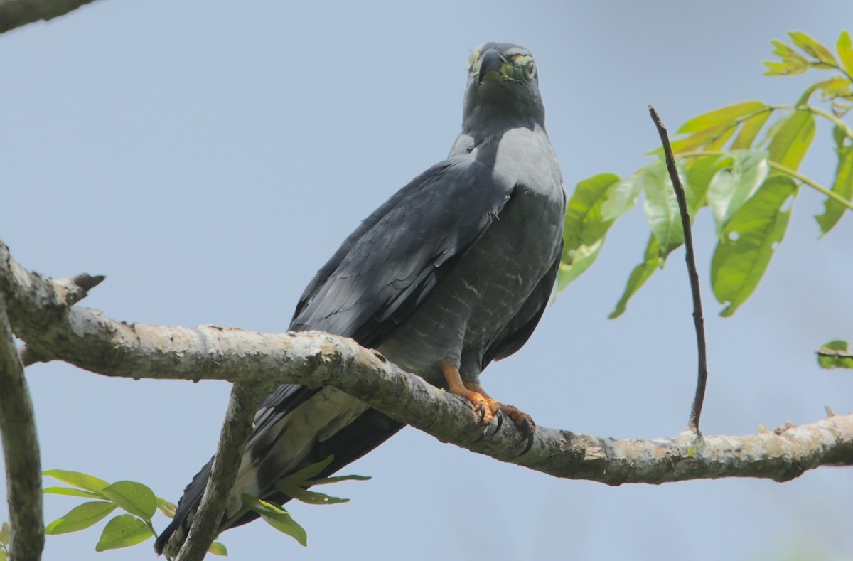 Hook-billed Kite - ML643573583