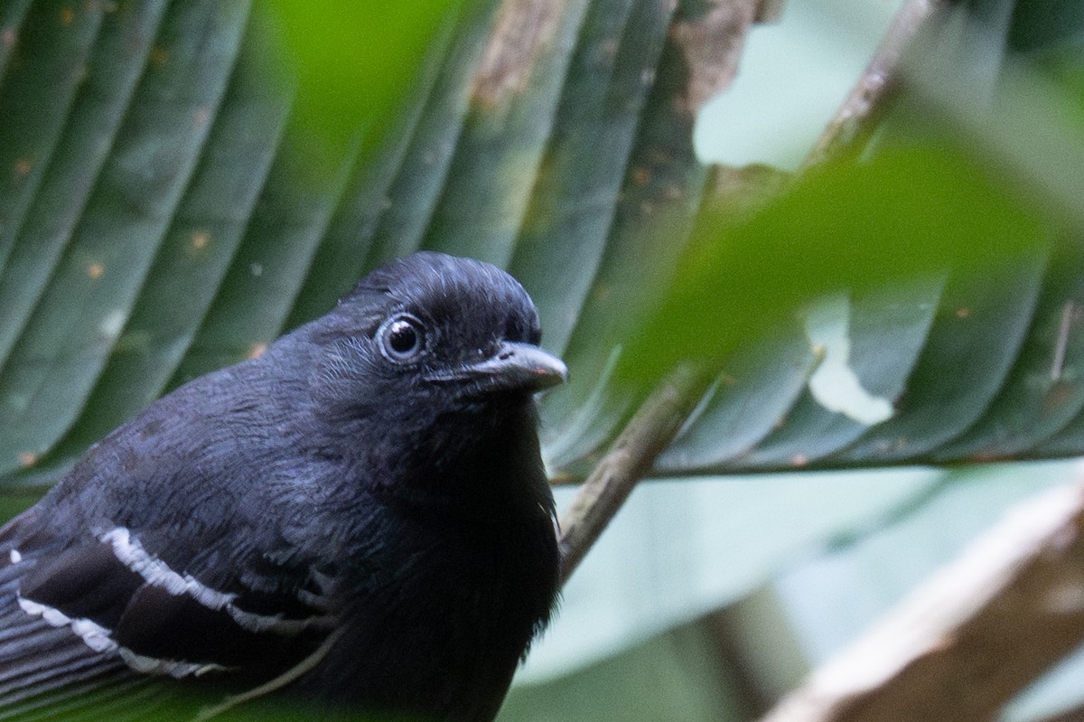 White-lined Antbird - ML643573594