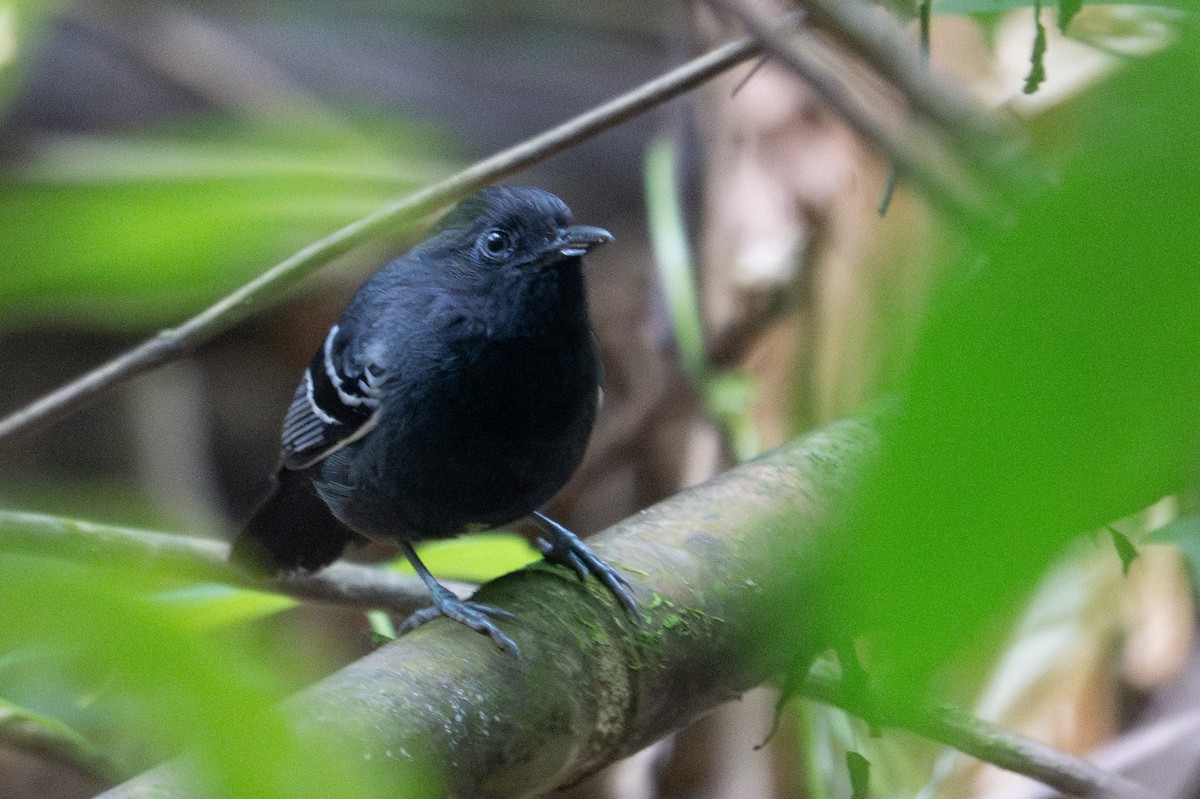 White-lined Antbird - ML643573595