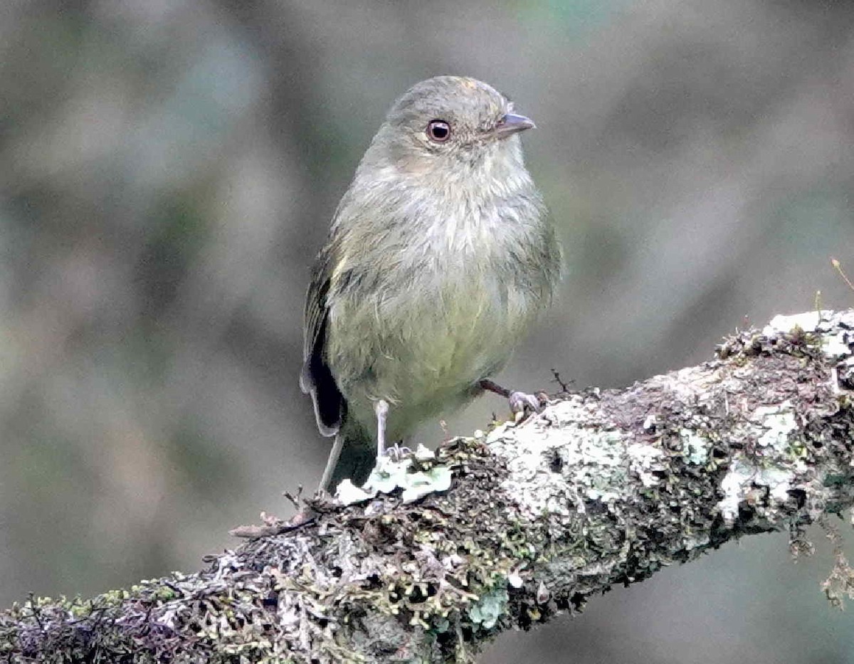 Serra do Mar Tyrant-Manakin - ML643573598