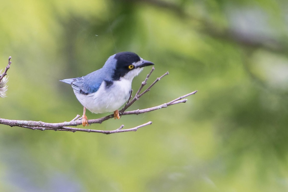 Hooded Tanager - ML643573599