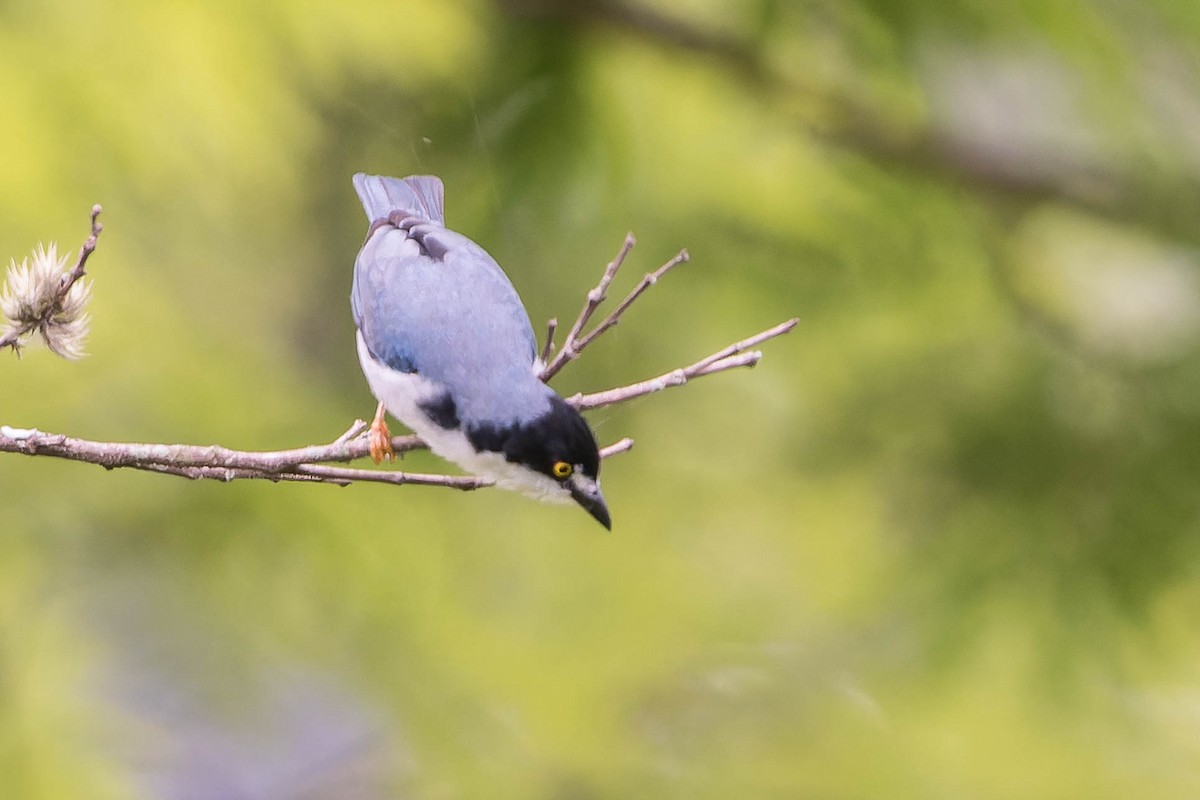 Hooded Tanager - ML643573600