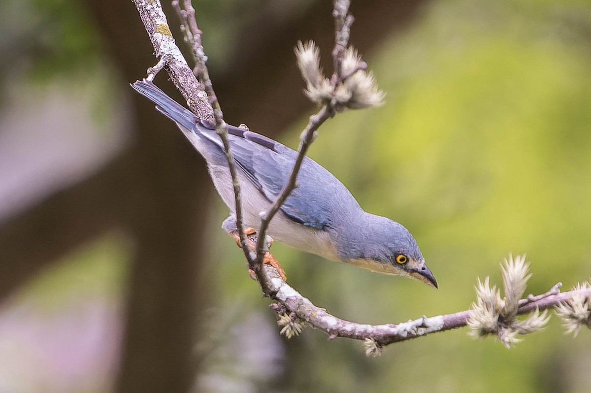 Hooded Tanager - ML643573601