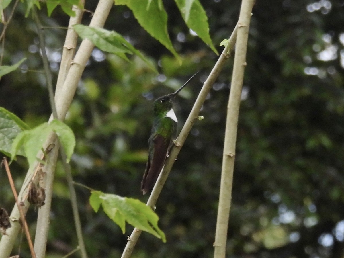 Green Inca - ML643573602