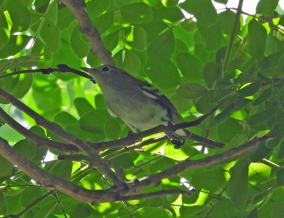 Chestnut-sided Warbler - ML643573610