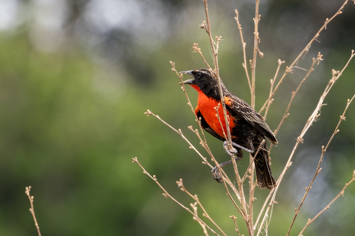 Red-breasted Meadowlark - ML643573617