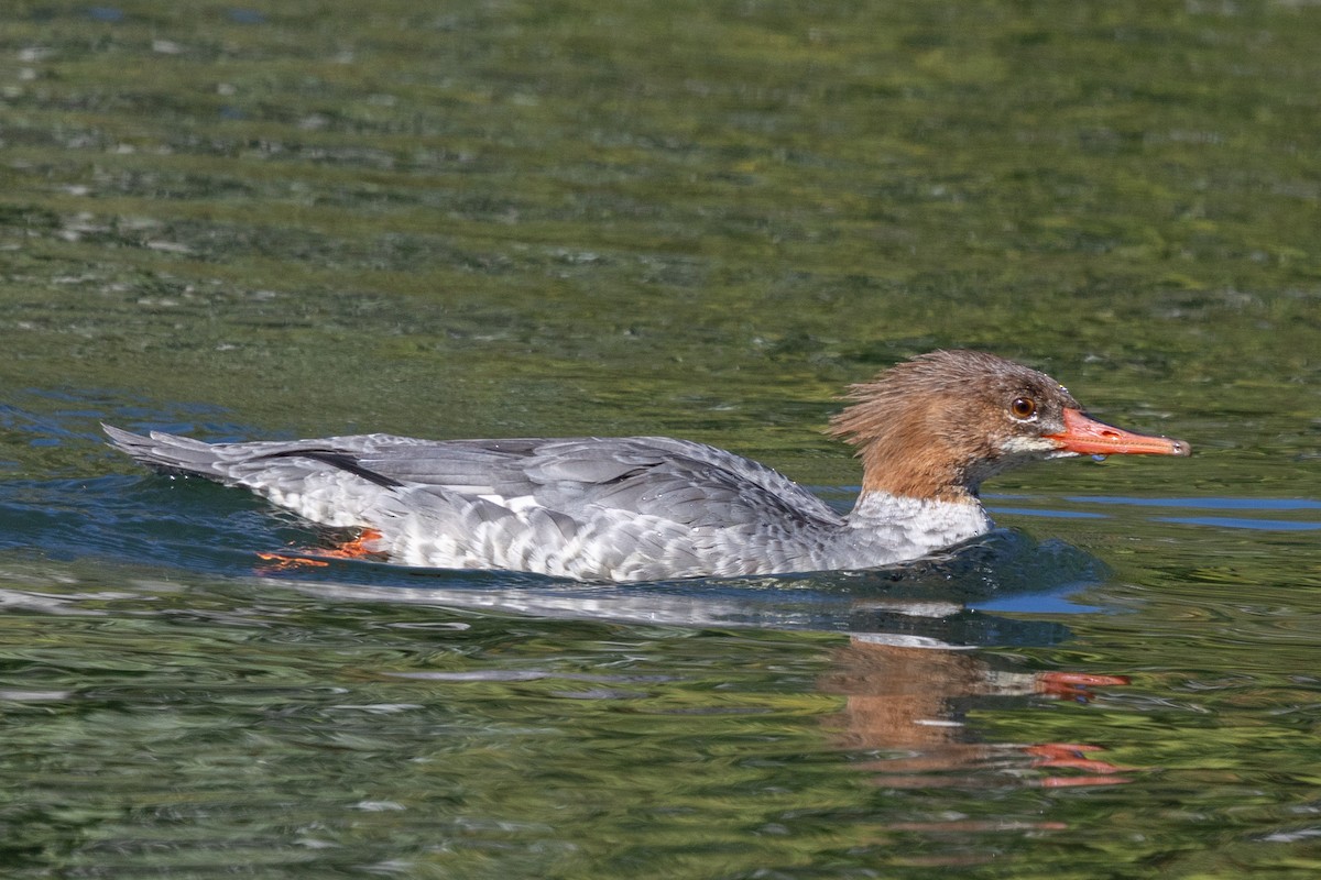 Common Merganser - ML643573625