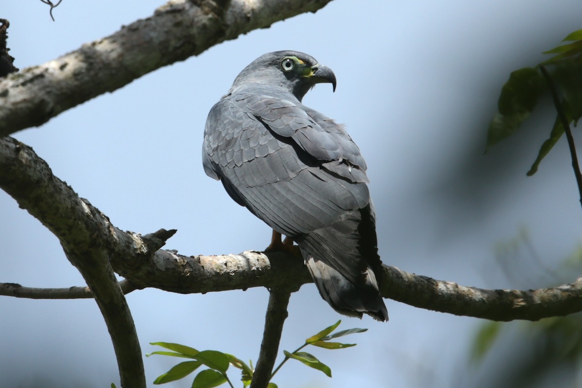 Hook-billed Kite - ML643573640